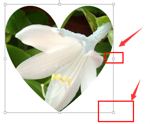 ppt圖片怎么裁剪成自己想要的形狀 ppt圖片怎么裁剪